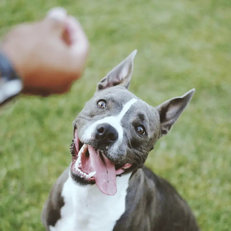 Cases | Suppdog